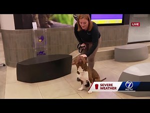 Adoption Furcast: Nebraska Humane Society has special based on forecast