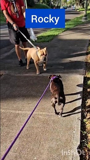 American Bully vs Staffy - size comparison #YouTubeCreators #bullybreed #pitbull