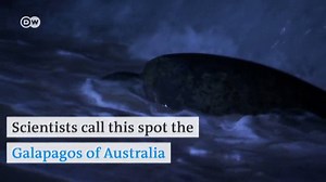 DW Environment on Reels