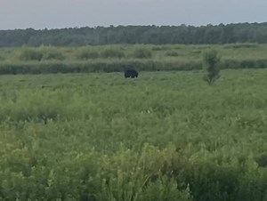 33 reactions · 3 comments | Fun on the MAGIC BUS tonight! | Outer Banks Adventures | Facebook