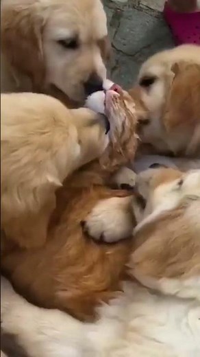 Funny Cat Gets Bombarded with Licks from Golden Puppies!