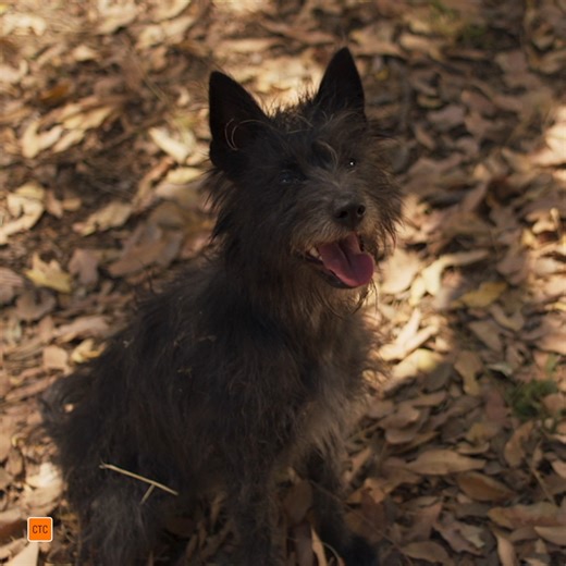 Every underdog has its day. Based on Craig Silvey's best-selling novel and with a fantastic all-star Aussie cast - RUNT is coming to the big screen September 19! #Runt #RuntMovie | STUDIOCANAL