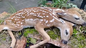 10 Unusual Two Headed Animals from Around the World