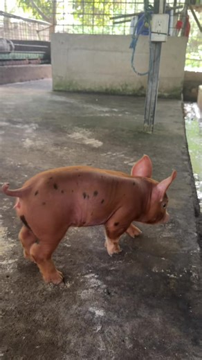 Berkshire Americana y Duroc Americano: Un Vínculo Único