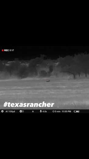 39K views · 468 reactions | Coyote hunting again tonight! This one couldn’t resist the fawn distress call from my e-caller. Too bad I didn’t get both of them. #texasrancher #predatorhunting #coyotehunting #thermalhunting #pulsarthermalimaging #reelsfypシ #fypシ゚ | Texas Rancher | Facebook