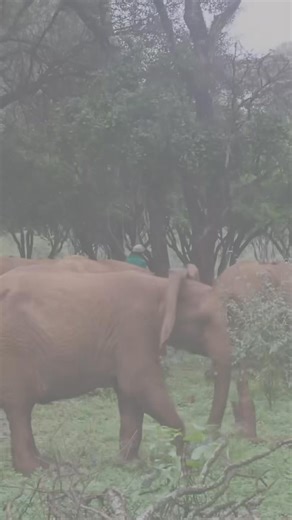 By saving one orphan’s life, we pave the way for countless others. Already, generations of wild elephants and rhinos walk Kenya because their mother or father was rescued, raised, and rewilded through our pioneering Orphans’ Project. You are part of our life-saving work. This holiday season, join our herd through an adoption as a gift for yourself or someone special. With a donation of just $50 for a one-year adoption, you will receive: • Personalised adoption certificate • Orphans’ Project upda