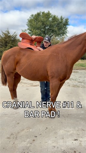💄Cranial nerve #11 .. bar pad and the equine athlete .. 💄Cranial nerve XI, also known as the spinal accessory nerve, is a motor nerve that controls the muscles of the neck and shoulders, specifically the trapezius and sternocleidomastoid muscles. It is crucial for head and shoulder movement. 🚩https://www.winnhorses.org/horsemanship-clinics Drop in and see where Wendy is . 🔑Clinical relevance Damage: Damage to the accessory nerve can result from trauma or medical procedures. This can lead to: