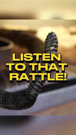 Giant Hybrid Rattlesnake Shows Off 19-Button Rattle