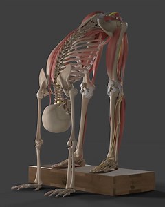 Cyber Monday is here! Join the Pike & Head to Toe Toolkit for the lowest price of the year. Offer ends Friday, December 5th. 1000s of athletes, coaches and mobility enthusiasts are already using the Toolkits to take their mobility and flexibility to the next level. We’ve students in their early 20s up to 65 years old, from beginners to advanced. The Pike & Head to Toe Toolkit is more than a program - it's an entire system. Let me explain… Once you’re inside you’ll also have access to: ✅ Highly p