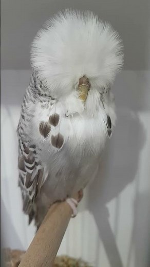 Super cinnamon Grey hen #budgerigarshow #birds #exhibitionbudgerigar