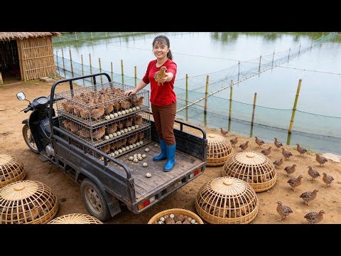 Harvesting 200 Quails | Farmer Woman Takes Quails to Market by 3-Wheeled Truck