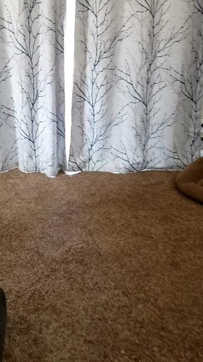 Hilarious Cat Screaming Compilation