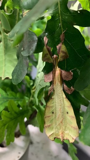 12 shares | Pulchriphyllium pulchrifolium West Java  Watch my YouTube channel: https://youtube.com/@phylliidae01?feature=shared Follow me at Instagram: https://www.instagram.com/leaf_insects?igsh=OHJzaG8ycDI1c29o&utm_source=qr Check my Facebook: https://www.facebook.com/Phylliidae | Phylliidae - Leaf insects | Facebook