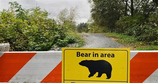 No ongoing public safety threat after grizzly bear attacks man in Vanderhoof, B.C.