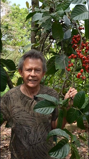🌿✨ Conheça o Guaraná (Paullinia cupana) com Harri Lorenzi! 🌟✨ Neste vídeo, Harri Lorenzi apresenta o fascinante Guaraná, uma planta nativa da Amazônia que se tornou um símbolo de energia e vitalidade. Cultivado amplamente na região Norte do Brasil, o Paullinia cupana é uma verdadeira joia da flora brasileira. 🌱 Características do Guaraná: 🌟 Suas sementes são ricas em cafeína, sendo amplamente utilizadas para a produção de bebidas e suplementos energéticos. 🌟 Uma planta trepadeira que cresce
