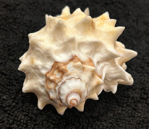 KING CROWN Conch Seashell 69mm Florida Seashell Collectible, Shell Gift, Shell Crafting, Beach Decor #236 - Etsy