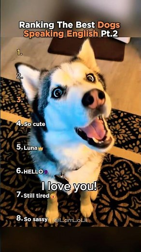 Ranking the Best Dogs Speaking English (Part 2)