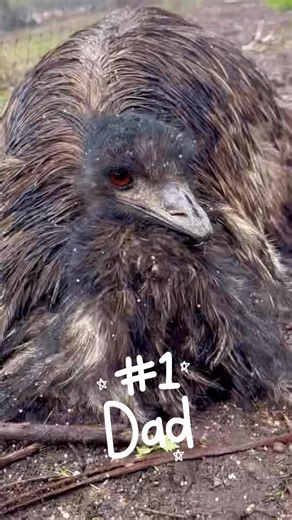 Elvis the 49 year old emu, has a long way to wait incubating his eggs. His wife Edwina doesn’t lift a finger to help. It’s a long incubation…55 days in fact! No food, no water this guy deserves Father of the year award….especially in today’s short burst of hail. We love you Elvis. Fingers crossed for a successful hatch 🐣 #elvis #macedonranges #thisisthebestdayofmylife #love #lovewhereyoulive #wildaction #care #fatherhood | Wild Action