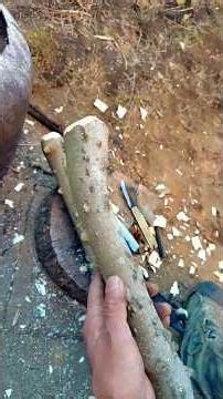 山椒のすりこぎ棒#山椒#すりこぎ棒