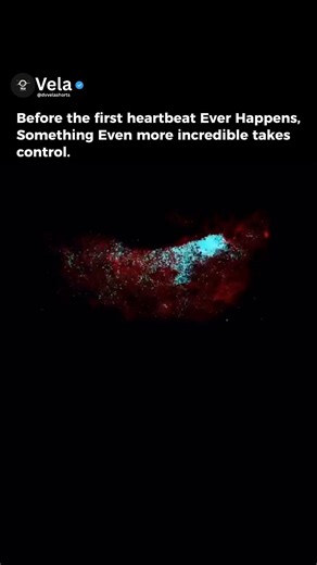 Before Your First Heartbeat