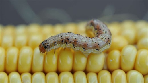 Corn pests grow ‘fighter-jet wings’ after feeding on mixed corn diets