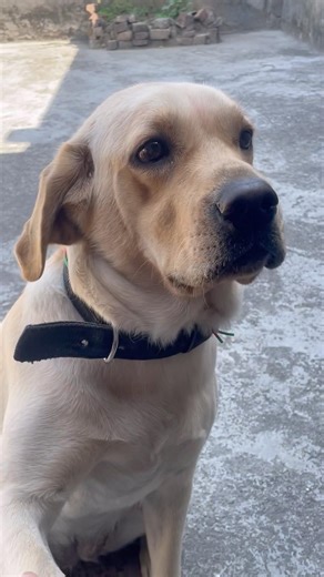 mili very intelligent 🐶#viral #dog #trending #pets #trendingshorts #youtubeshorts #viralshort#new