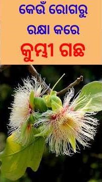 Amazing benifits of Careya arborea🌿 କୁମ୍ଭୀ ଗଛର ଔଷଧୀୟ ଗୁଣ