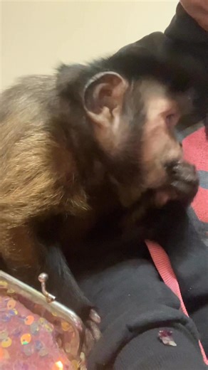 4.4K views · 379 reactions | MonkeyHappy on Reels | Facebook