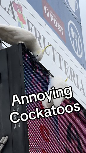 Hilarious Cockatoos Wrecking LED Sign - Funny Animal Video