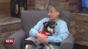 INTERVIEW: Deb Helser from Deb's Dogs is in with a sweet pup who's looking for a forever home. Meet Myla! | Your Hometown Stations - Lima Ohio