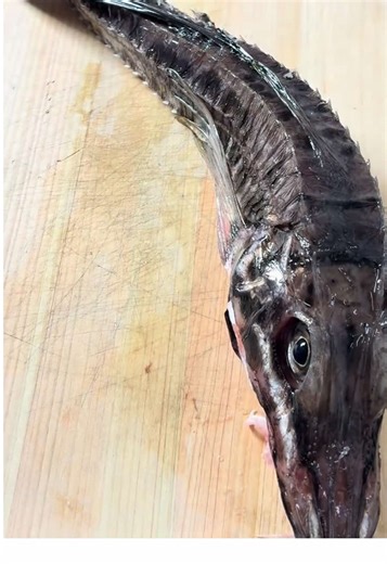 八角を三枚おろし🐟 北海道では高級魚。 食べたことある人いる？ #魚 #八角 #魚捌き #asmr #ASMR