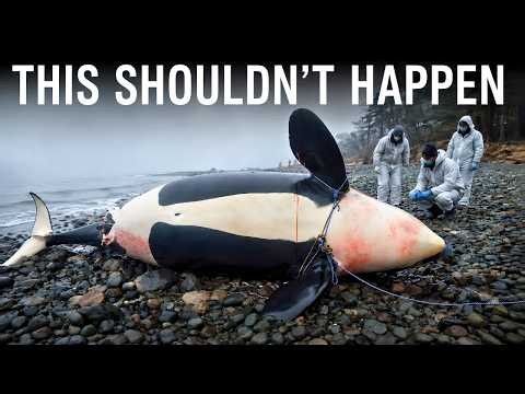 Marine Biologists Know What's Killing Pacific Orcas — And Nobody Wants to Say It