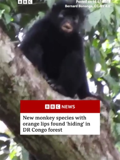 The monkey, known locally as 'Likweli', was first reported back in 2008. #Monkey #DemocraticRepublicOfCongo #DRCongo #Nature #BBCNews