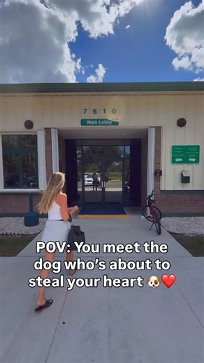 Kristen Boehmer | Gut Health + Mindset Coach on Instagram: "Should we do a DNA test on Sam?! 🐶💗 We rescued this sweet girl last week, and it already feels like she’s been part of our family forever. 🥹 From the moment we saw her at the shelter, she melted both of our hearts, and she LOVES her big brother, Shadow. She’s goofy, cuddly, so full of love, and we can’t wait to give her the life she’s always deserved. Any guesses what mix of breeds she might be?! #rescuedog #newp