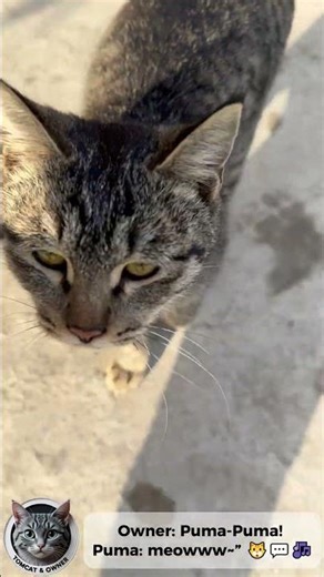 “Puma answers her owner’s call — meow and meowww~.” 😺💬📷