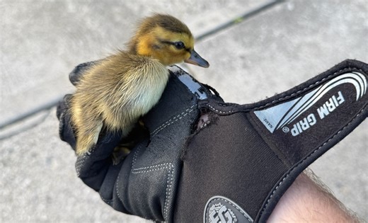 A morning jog turned into a rescue mission when a woman witnessed a mother duck leap over a sewer grate, only for her ducklings to fall in: https://tinyurl.com/3muxp9t7 | LOCAL 12, WKRC-TV