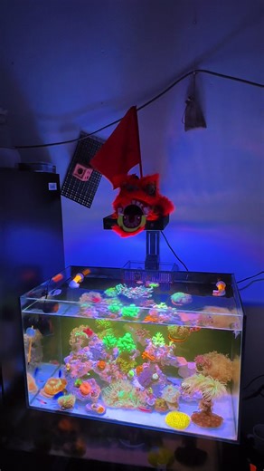 Đôi khi đàn ông cũng có tâm sự #coral #nemo #Reef #cabien #sanho | reef