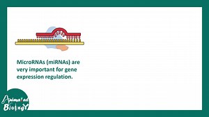 什么是微小RNA（miRNA）？miRNA 是如何工作的？