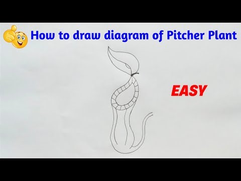 How to draw Pitcher Plant step by step for beginners !
