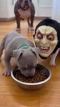 Chihuahua prank on Rottweiler dog |Chihuahua videos | Dog Videos | pet videos | Funny video #shorts