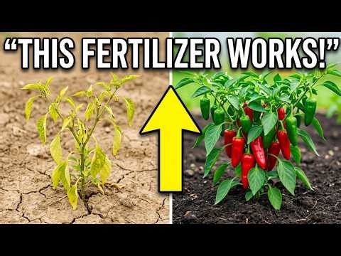 This One Natural Fertilizer Will Make Your Peppers Explode with Growth – No Chemicals Needed