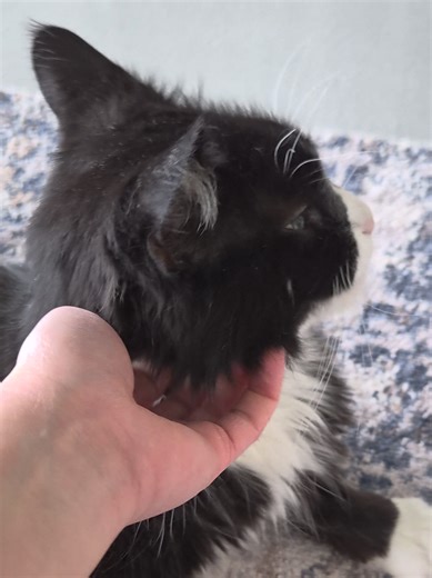 We are so proud of Dina for being brave and exploring the space with the other cats! 😻🐈‍⬛️ She's been one of our most shy cats and has been sticking to the Private Cat Room since she arrived, however, she has truly started to feel comfortable and will hop down to greet us whenever we walk into the room 🩷 She loves giving headbunts, getting head scritches, and rolling over for belly rubs (it's not a trap!)💗😸 We love this sweet girl and can't wait to watch her grow even more 💖 Come meet her 