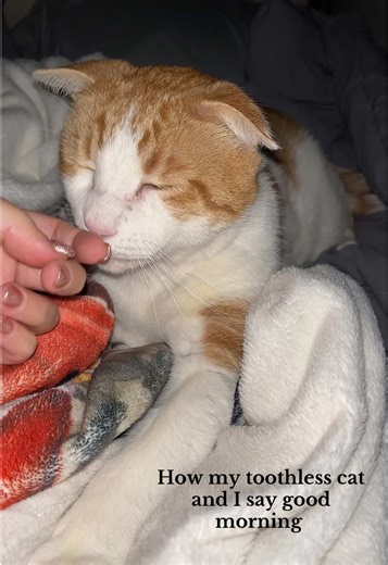 The Sweetest Toothless Cat's Morning Routine