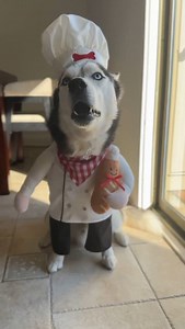 47K views · 2.9K reactions |  have to be the easiest thing to make.. and eat #halloween #halloweencostume #huskypuppy #huskylove #huskylife #siberianhusky #huskyworld | The Husky Moon | Facebook
