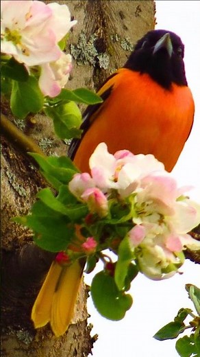 Colorful Birds Singing Worldwide – Relaxing Morning Birdsong & Real Nature Sounds (No Music, 4K)