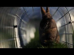 Runaround - The best place for a Rabbit