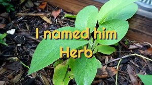 12K views · 393 reactions | My first year growing comfrey as part of building a living soil in my garden. ❤ #diy #gardening #permaculture | Keep on Growin' | Facebook