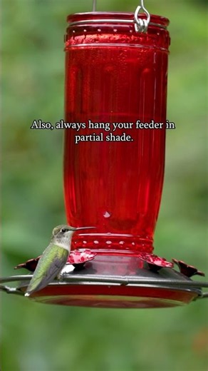 Your Backyard Hummingbirds Need You More Than Ever This Summer! #kingsyard #birdfeeder #birding