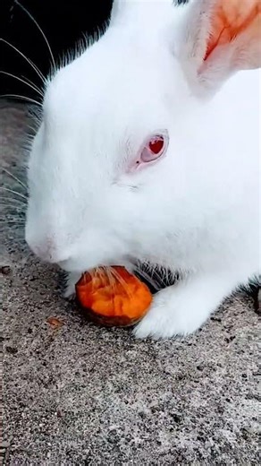 Lovely Rabbit 🐇🐇 #short #Short vedio#viralshorts#youtubeshorts #love #song #Manisha &Krishuuu...