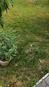 58K views · 819 reactions | Cum sa ai trandafirii infloriti tot anul | Tibi Tips | Facebook